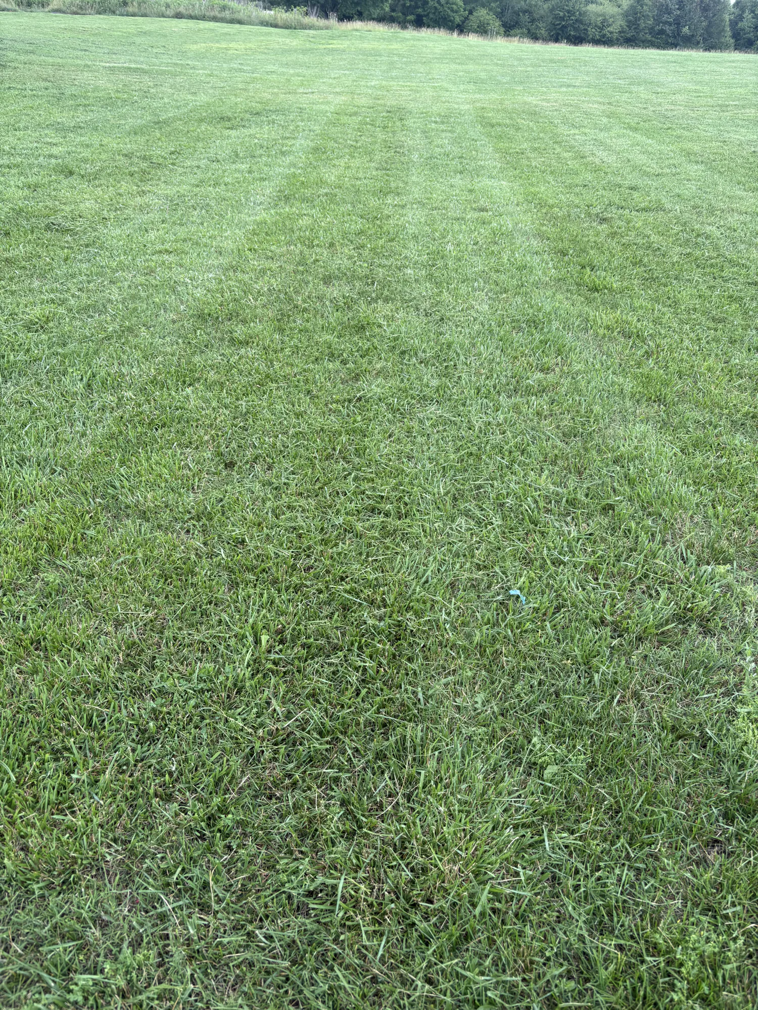 Completed lawn maintenance project by E&D Landscaping
